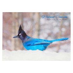 Walnut Canyon National Monument Postcard - Steller's Jay