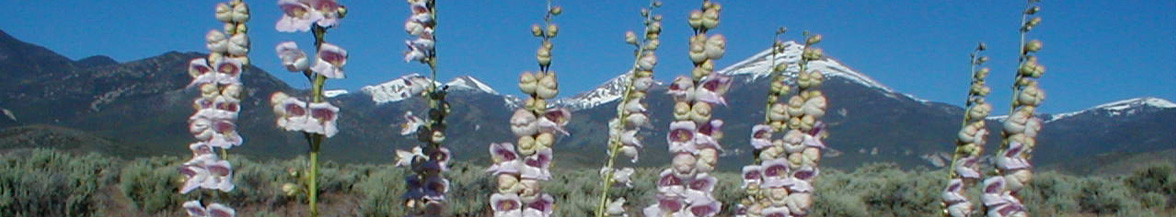 Great Basin National Park